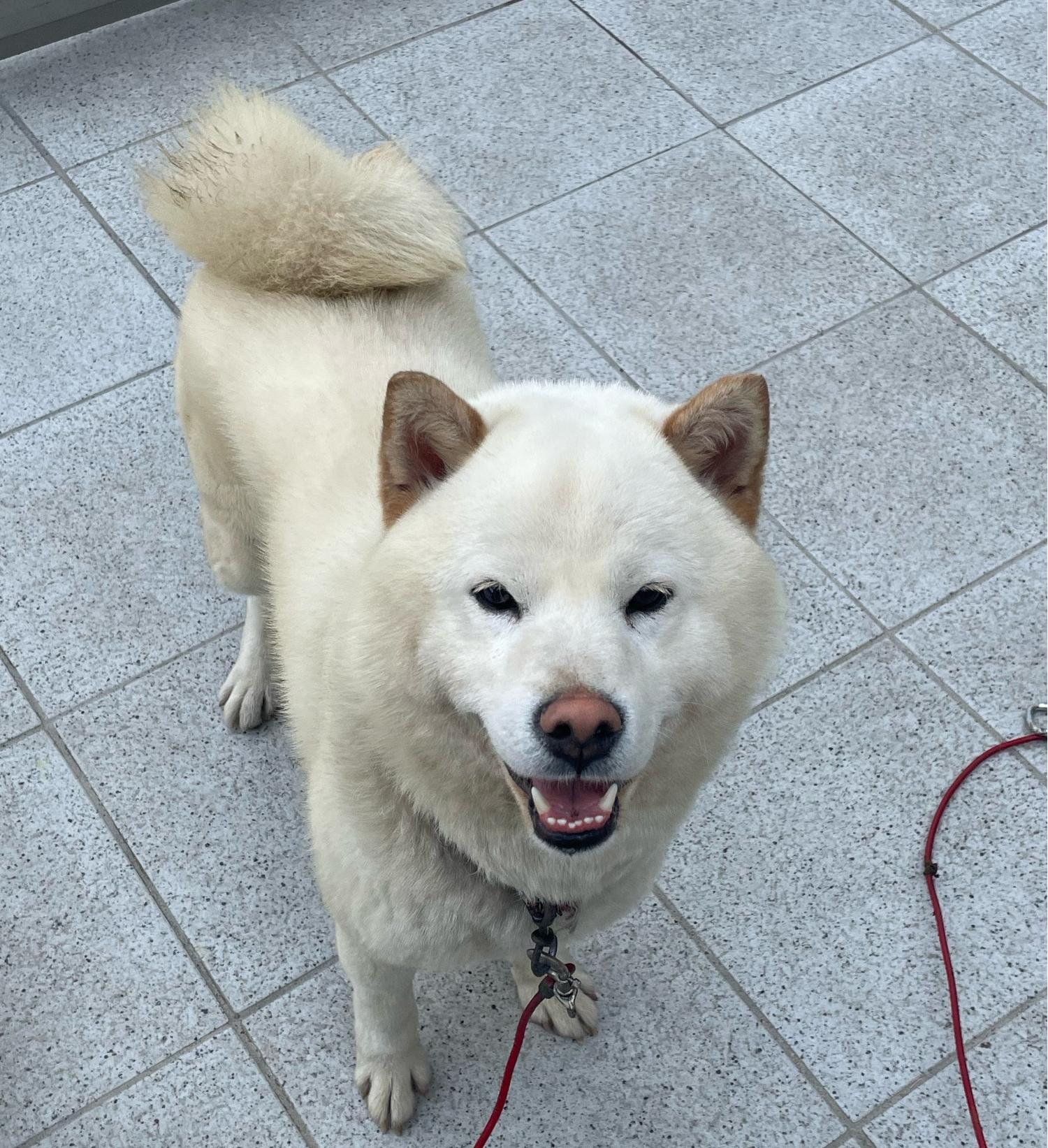 경주동물사랑보호센터_447505202300469